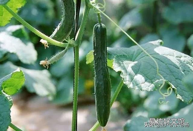 请问秋黄瓜、四季豆,何时种好?