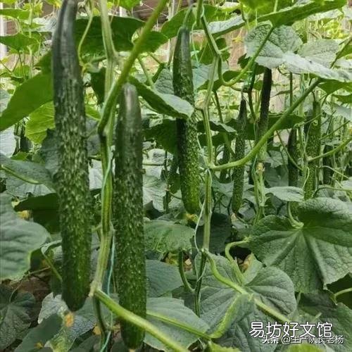 请问秋黄瓜、四季豆,何时种好?