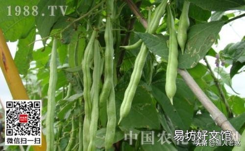 请问秋黄瓜、四季豆,何时种好?