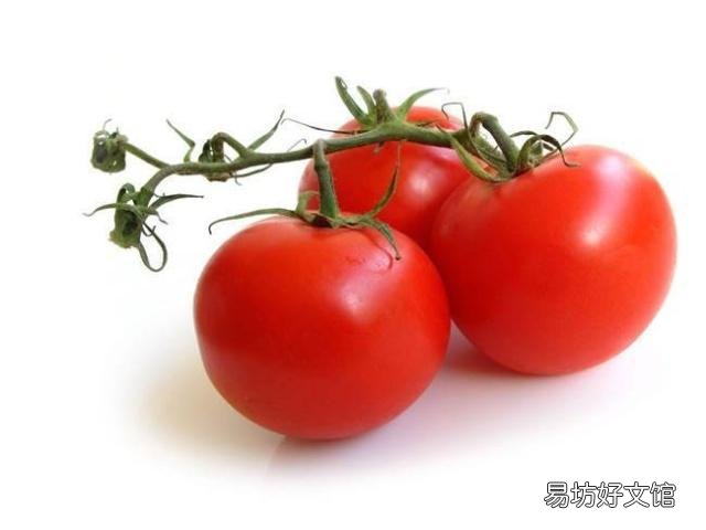 为什么现在很多番茄吃起来很硬?