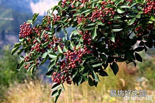 花椒价格很贵，可是为什么大多数农民不喜欢种植呢？