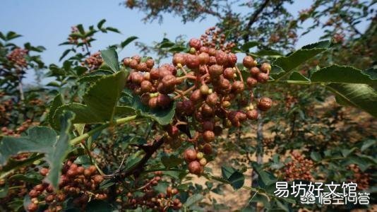 花椒价格很贵，可是为什么大多数农民不喜欢种植呢？