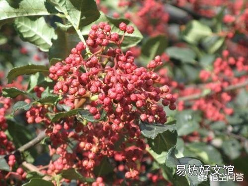 花椒价格很贵，可是为什么大多数农民不喜欢种植呢？