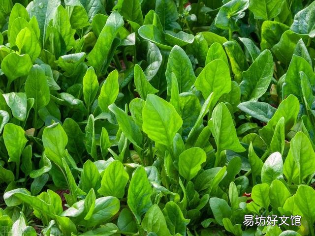 农家菜园子里种植菠菜,什么季节种植比较好?