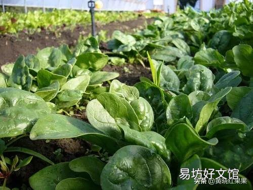 农家菜园子里种植菠菜,什么季节种植比较好?