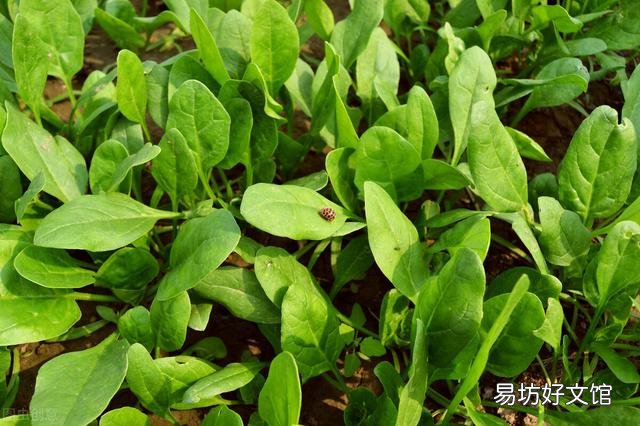 农家菜园子里种植菠菜,什么季节种植比较好?