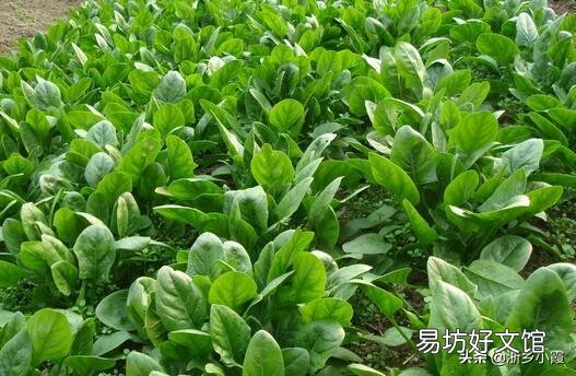 农家菜园子里种植菠菜,什么季节种植比较好?