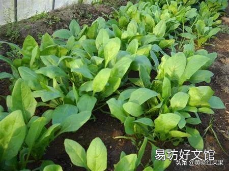 农家菜园子里种植菠菜,什么季节种植比较好?