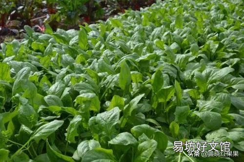 农家菜园子里种植菠菜,什么季节种植比较好?