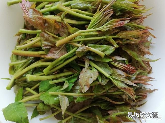 有的人说香椿含致癌物,是真的吗?