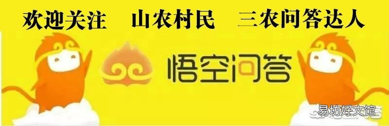 有的人说香椿含致癌物,是真的吗?