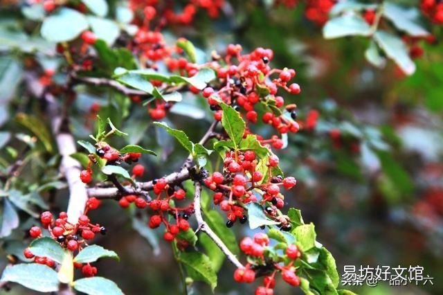 种花椒前景如何?
