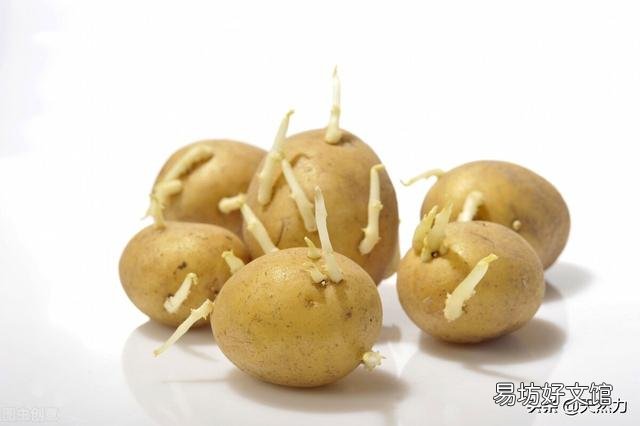 为什么土豆拿回家没几天就发芽了,在超市放那么久都不发芽?
