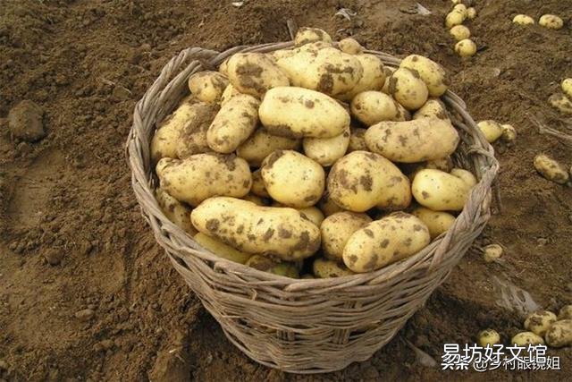 为什么土豆拿回家没几天就发芽了,在超市放那么久都不发芽?