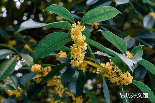 桂花施什么样的肥，什么时候施肥最好？