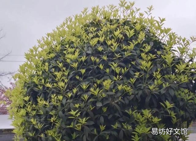 桂花施什么样的肥，什么时候施肥最好？