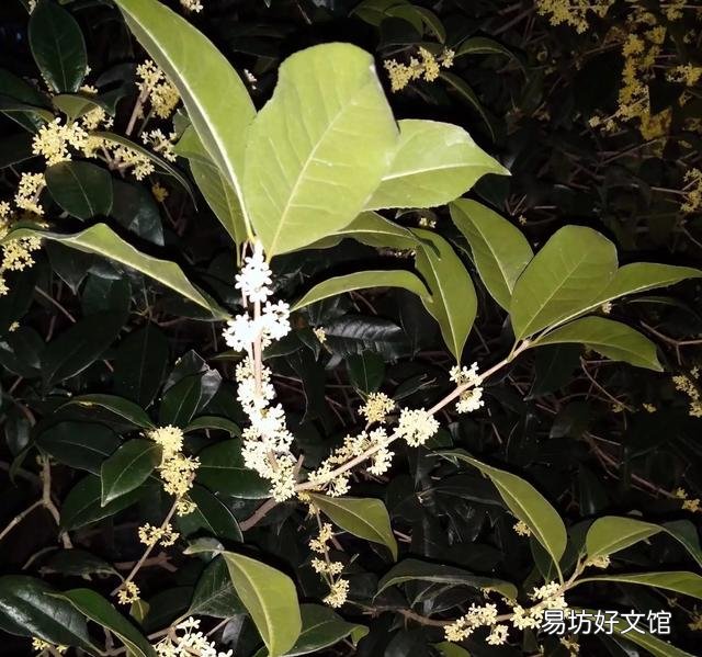 桂花施什么样的肥，什么时候施肥最好？