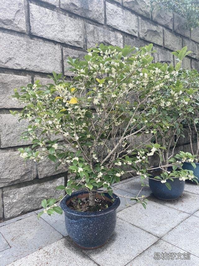 桂花施什么样的肥，什么时候施肥最好？