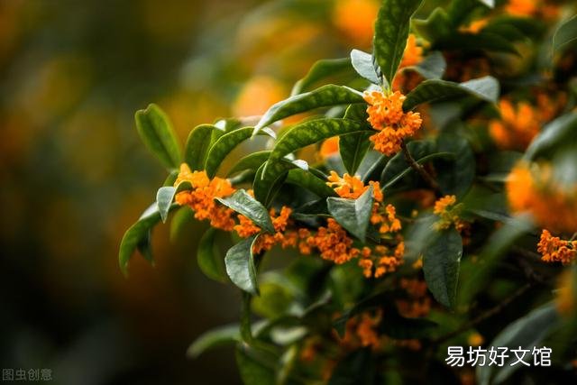 桂花施什么样的肥，什么时候施肥最好？