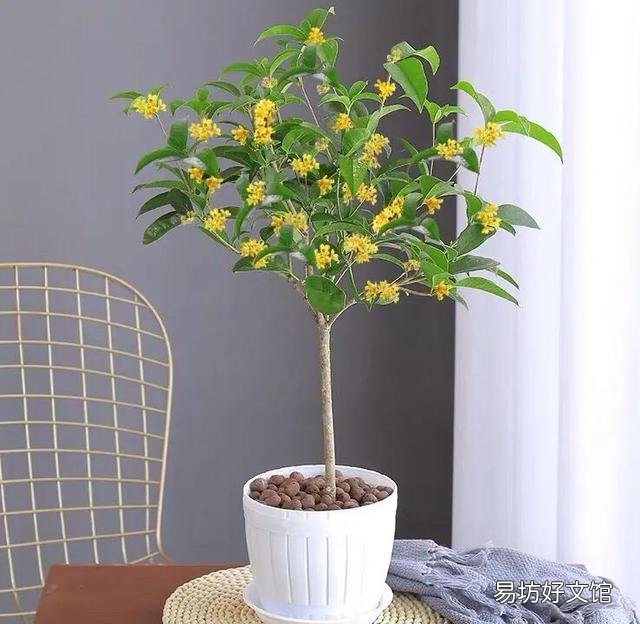 桂花施什么样的肥，什么时候施肥最好？