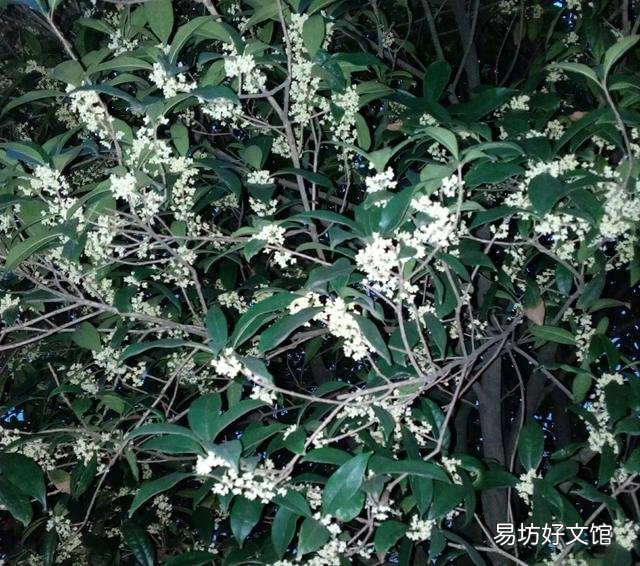 桂花施什么样的肥，什么时候施肥最好？