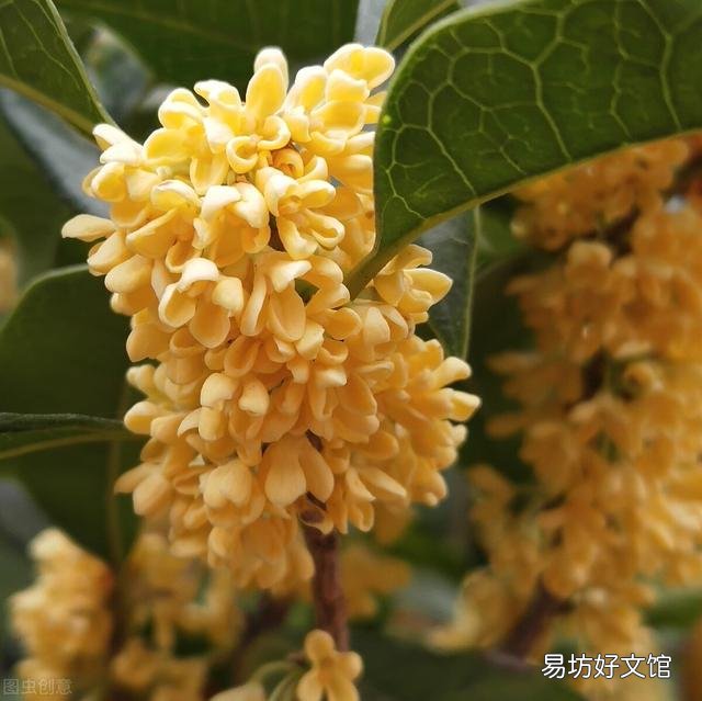 桂花施什么样的肥，什么时候施肥最好？
