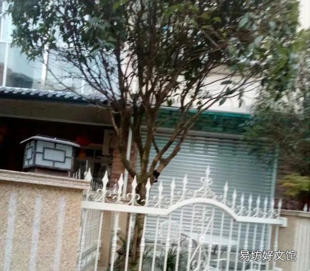 桂花施什么样的肥，什么时候施肥最好？