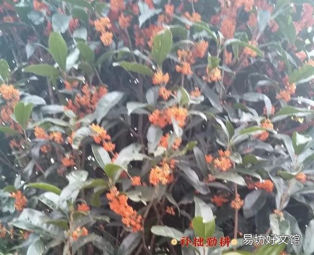 桂花施什么样的肥，什么时候施肥最好？