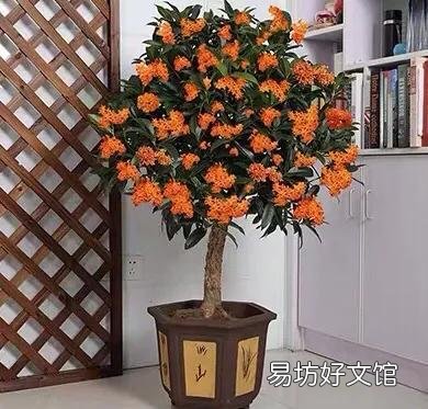桂花施什么样的肥，什么时候施肥最好？
