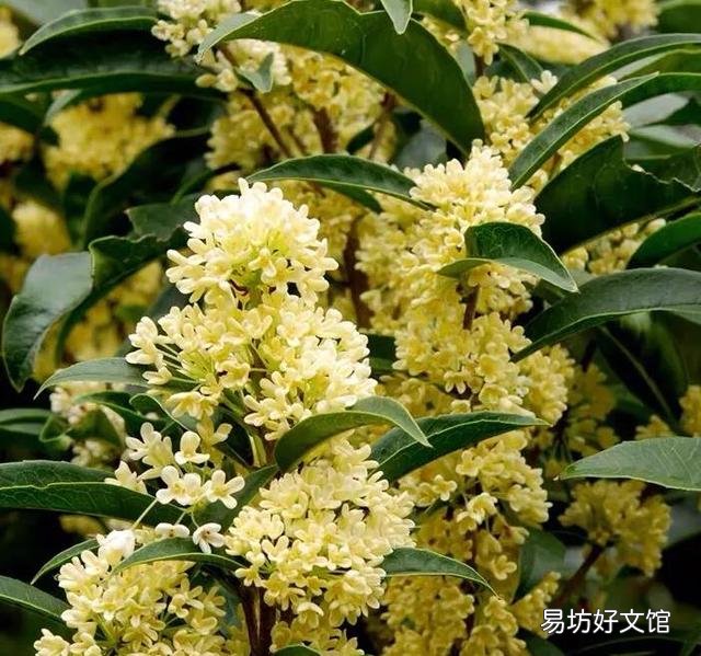 桂花施什么样的肥，什么时候施肥最好？