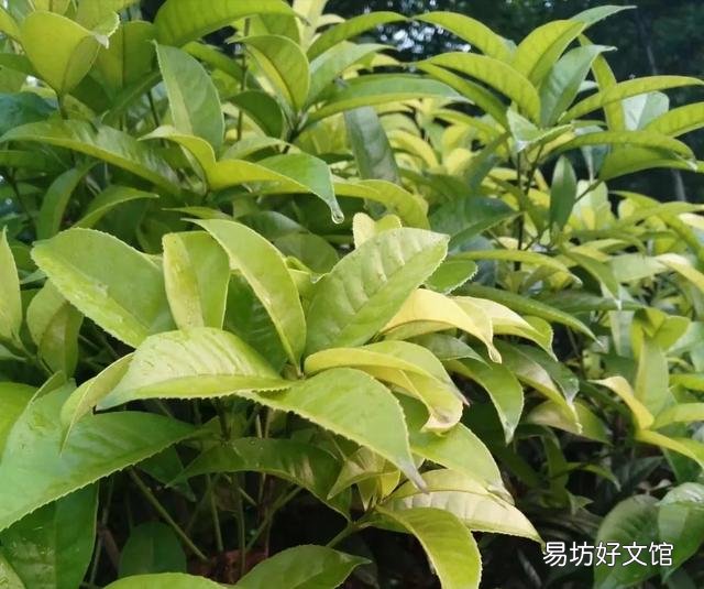 桂花施什么样的肥，什么时候施肥最好？