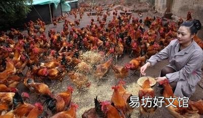 蛋价上涨,猪价下跌,养殖户冰火两重天,蛋价和猪价将如何走势?