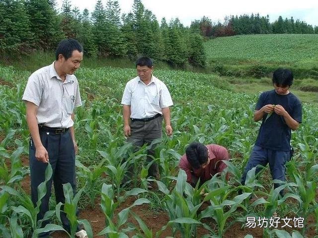 玉米到底育苗移栽还是直播更好一些?你们那里都用什么种植方式呢?
