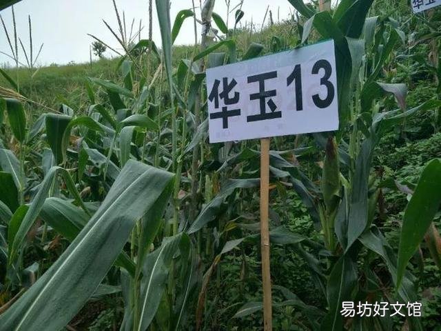 玉米到底育苗移栽还是直播更好一些?你们那里都用什么种植方式呢?