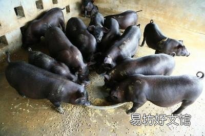 生猪养殖陷入水深火热,守得云开见月明,二季度猪价能否逆转?