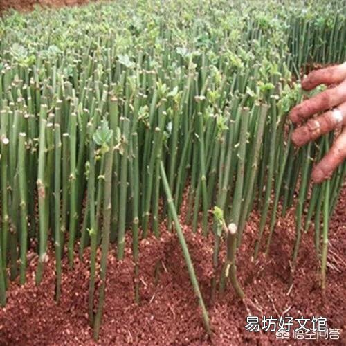 怎样栽培月季花?