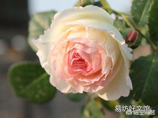 怎样栽培月季花?