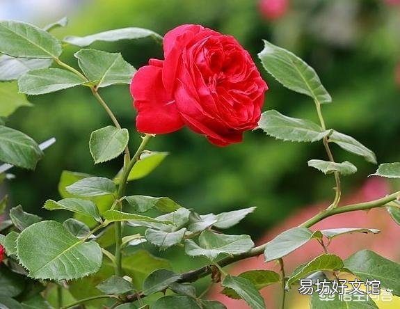 怎样栽培月季花?