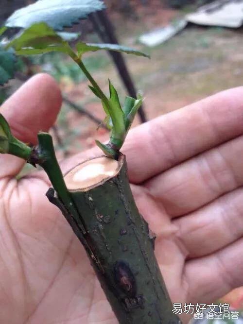怎样栽培月季花?
