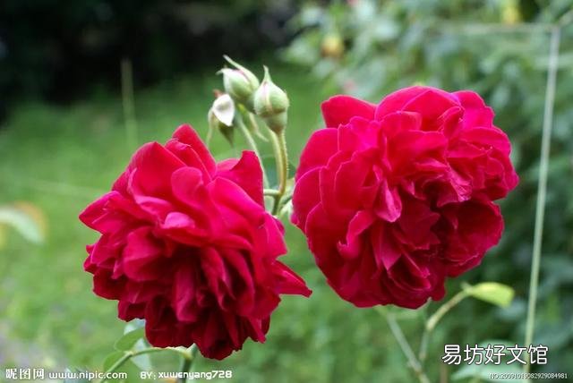 怎样栽培月季花?