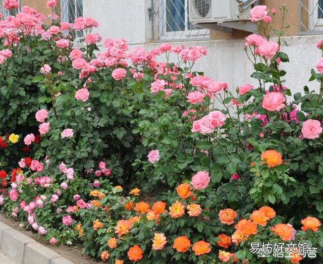 怎样栽培月季花?