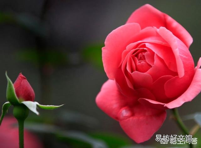 怎样栽培月季花?