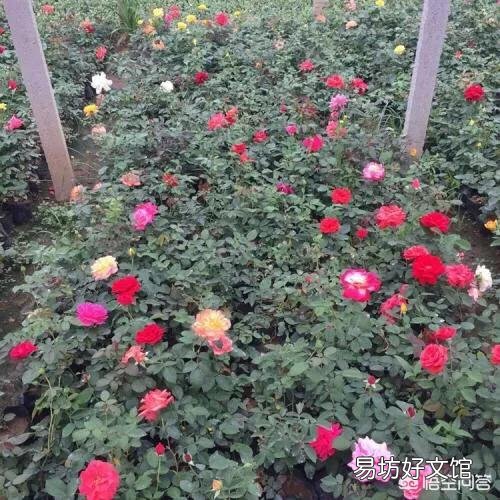 怎样栽培月季花?