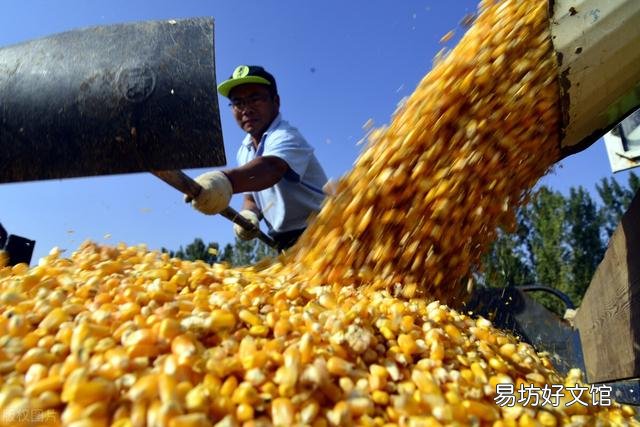 进口玉米3成来自乌克兰,俄乌冲突升级,对玉米价格影响有多大?