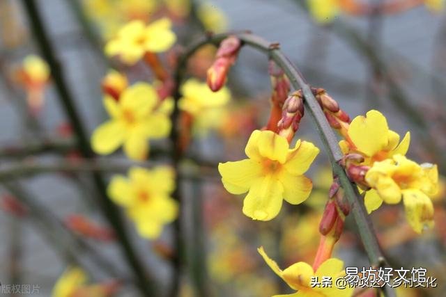今年即将迎来“倒春寒”,有可能形成气象灾害吗?粮价、猪价走势如何?