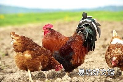真正的土鸡蛋是什么样的?