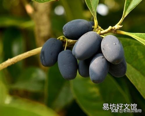 桂花树种子适合种植吗?