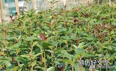 桂花树种子适合种植吗?