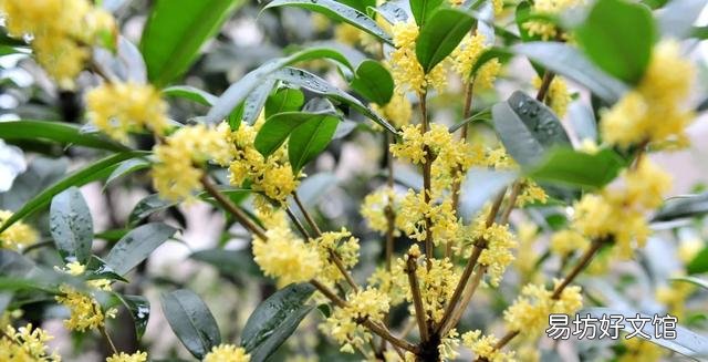 桂花树种子适合种植吗?