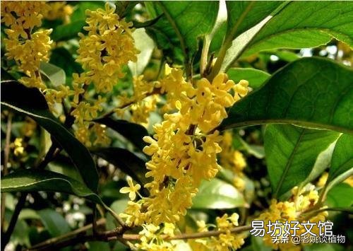 桂花树种子适合种植吗?